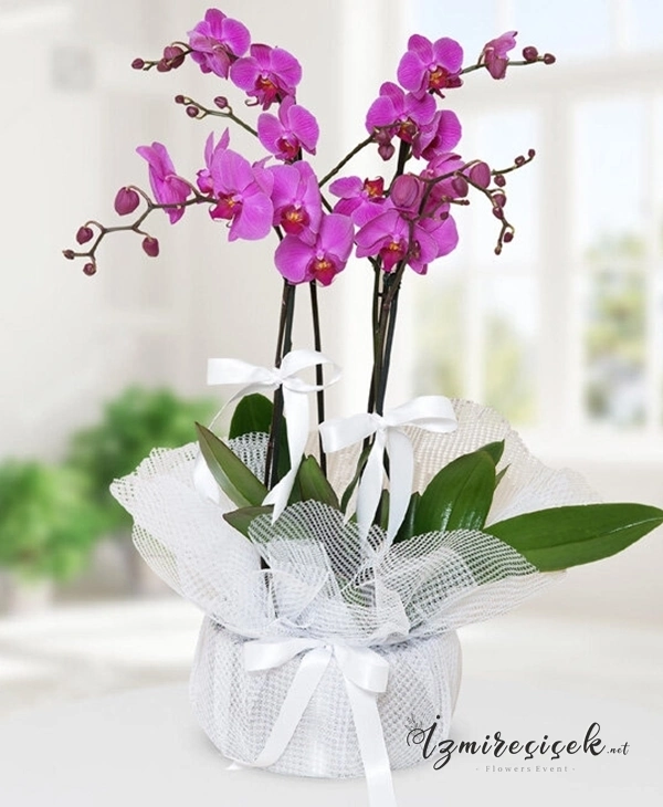 3 dallı lila orkide
