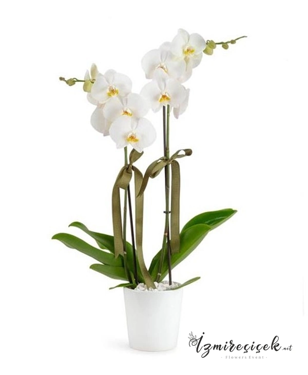 2 dallı beyaz orkide