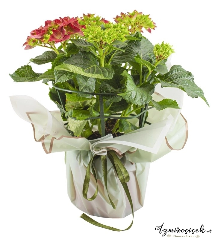 Hydrangea macrophylla