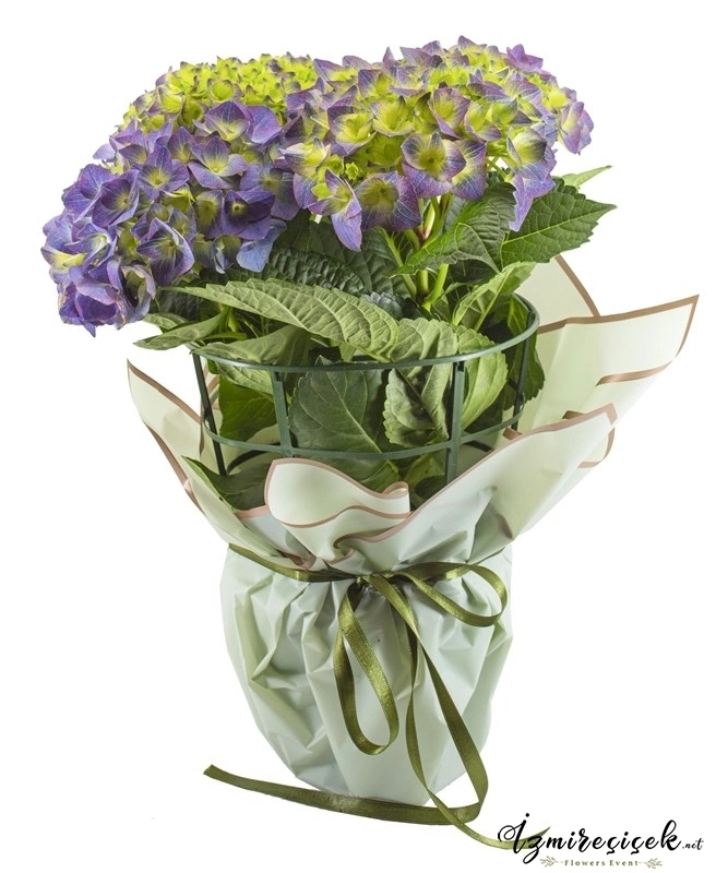Hydrangea macrophylla purple